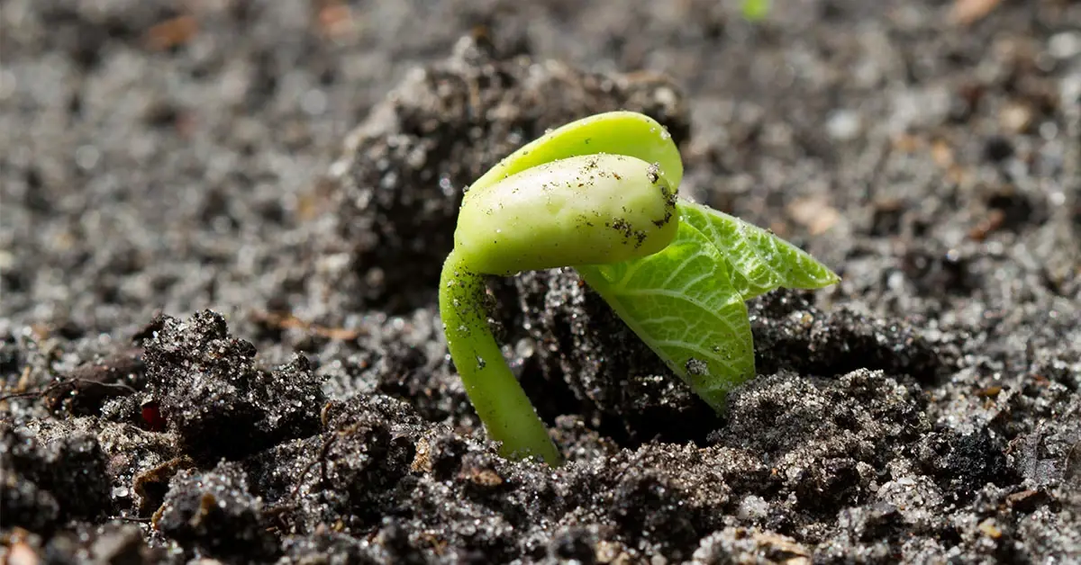 humic-article-fitosoil
