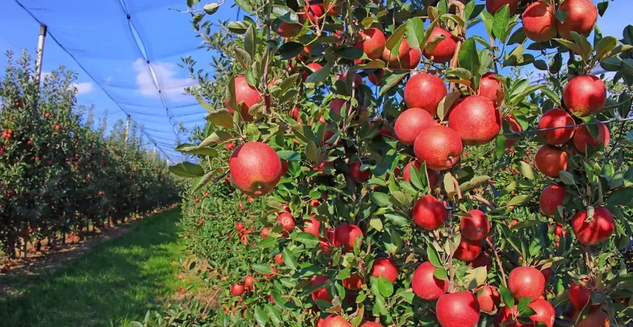 news-pink-apple-3