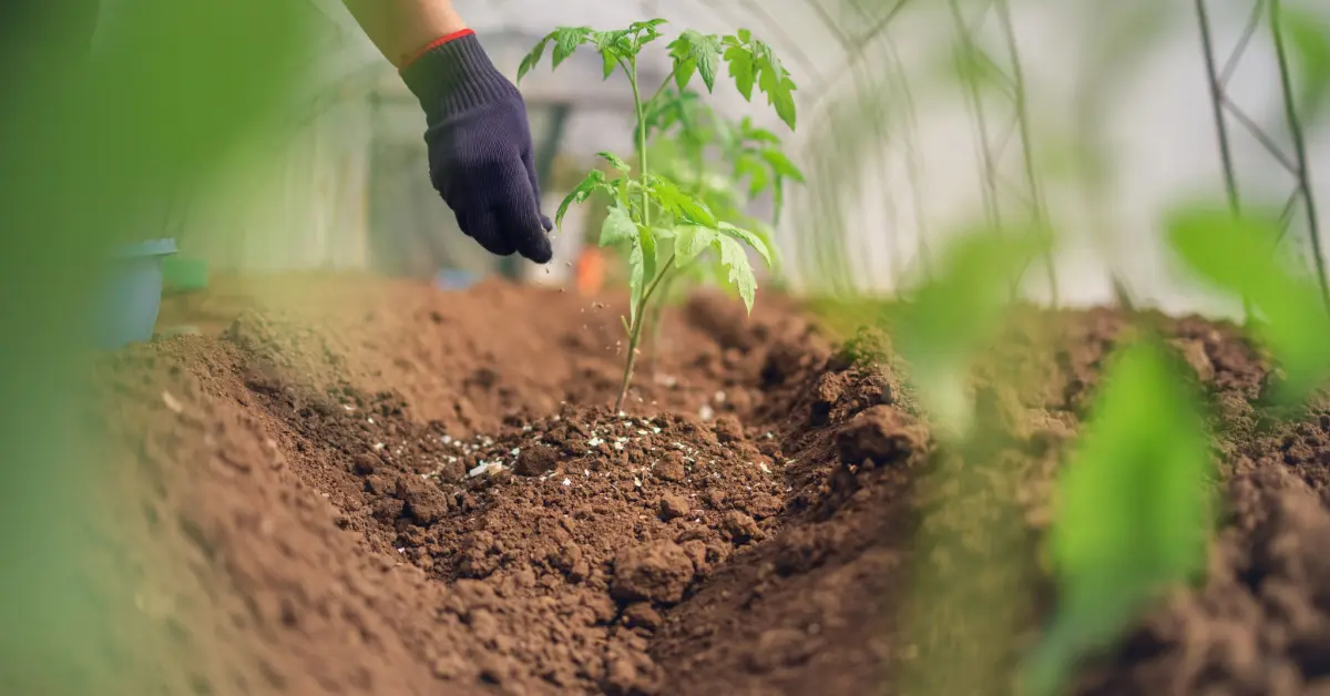 fertilizing-plant