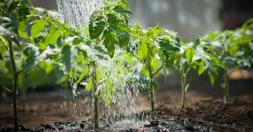 biostimulans